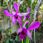 Dendrobium G D Rcos